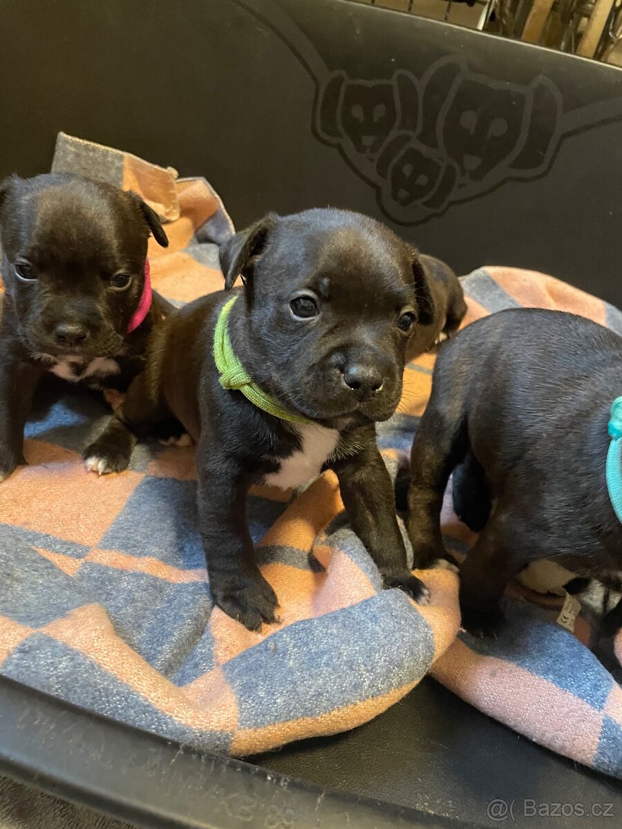 Stafordširsky bulteriér s pp