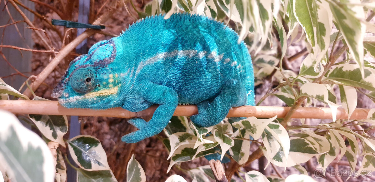 Chameleon Pardálí Nosy Be Blue