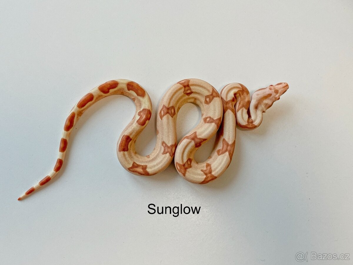 Hroznýš královský Sunglow