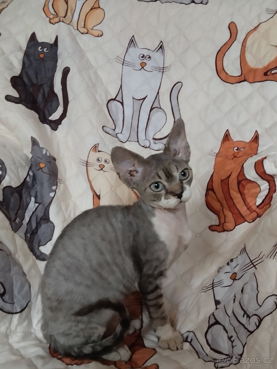 Kocourek Devon rex s pp