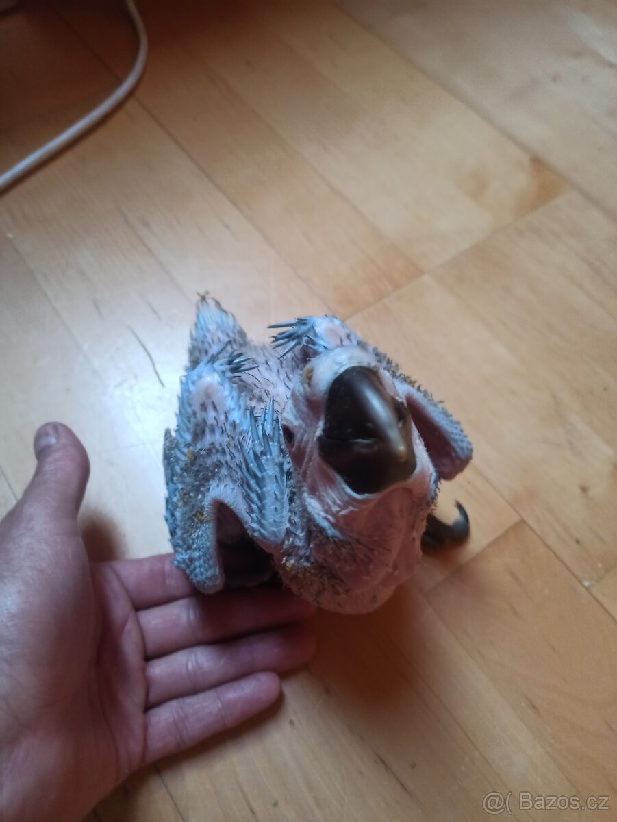 Letošní ručně dokrmené odchovy