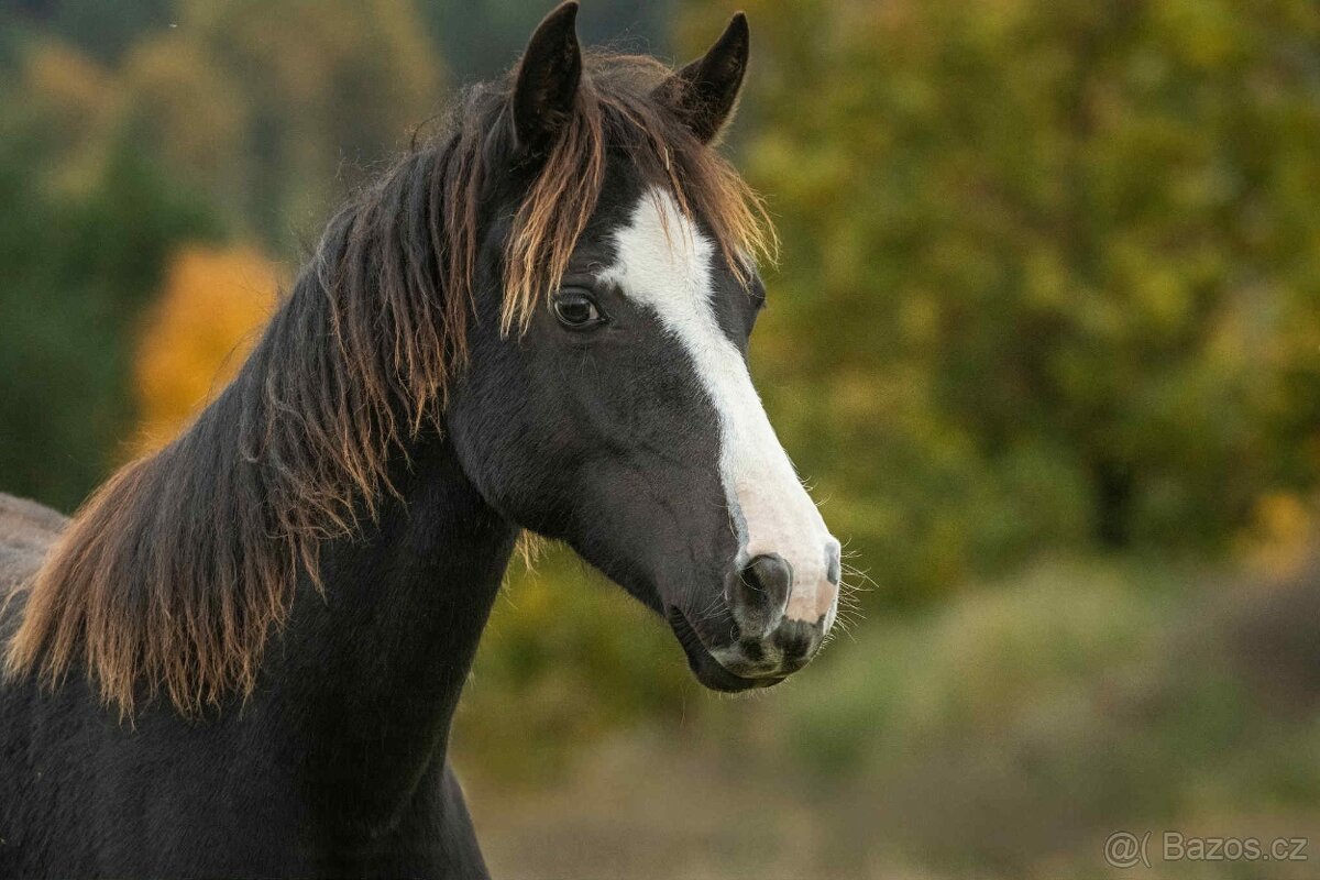 Welsh Cob klisna - 1,5 roku