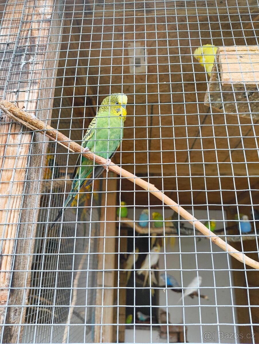 Prodám letošní mláďata korel a andulek