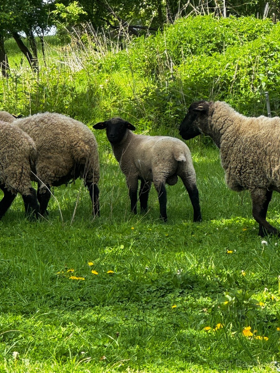 Beránek Suffolk