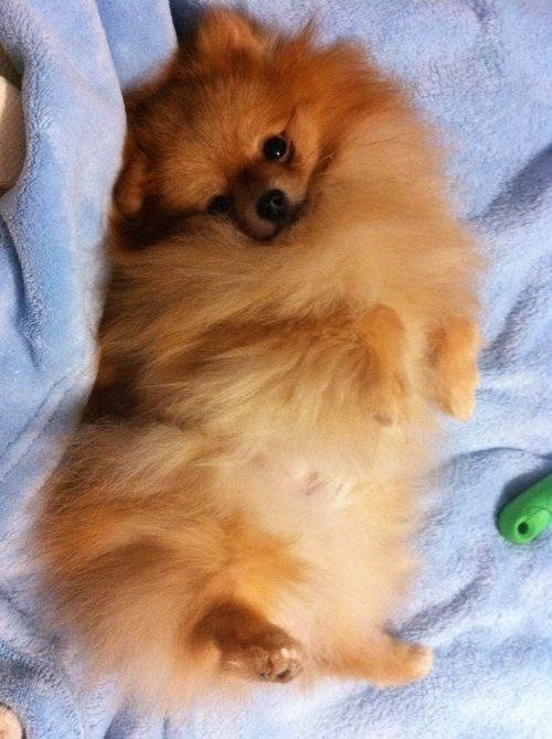 pomeranian