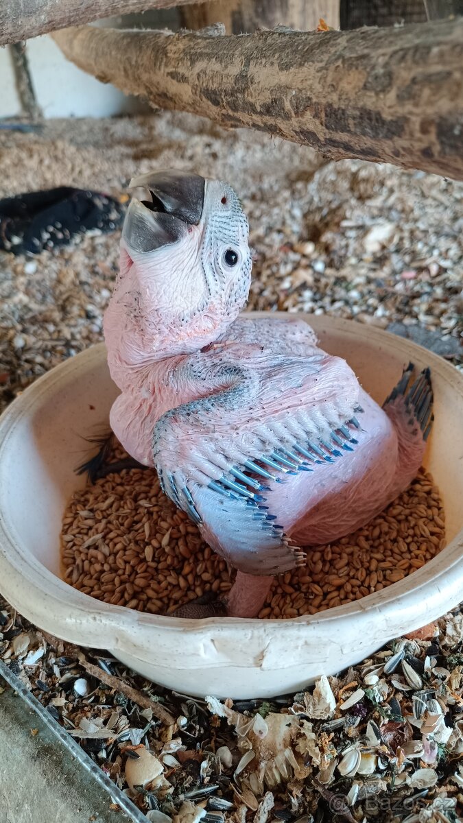 Ara Ararauna