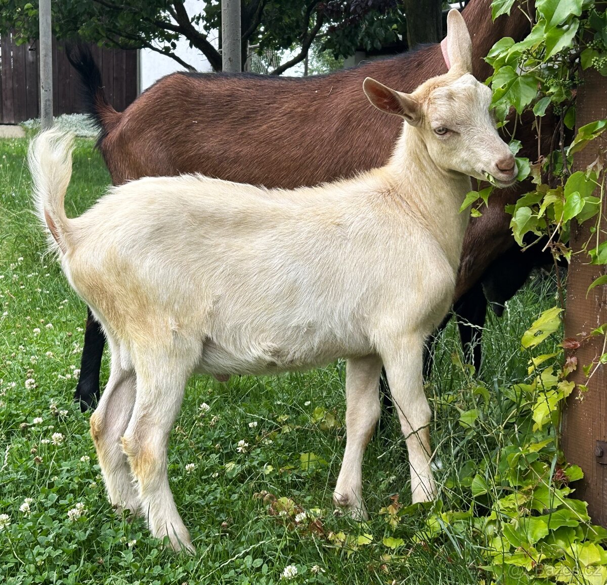 kozlík