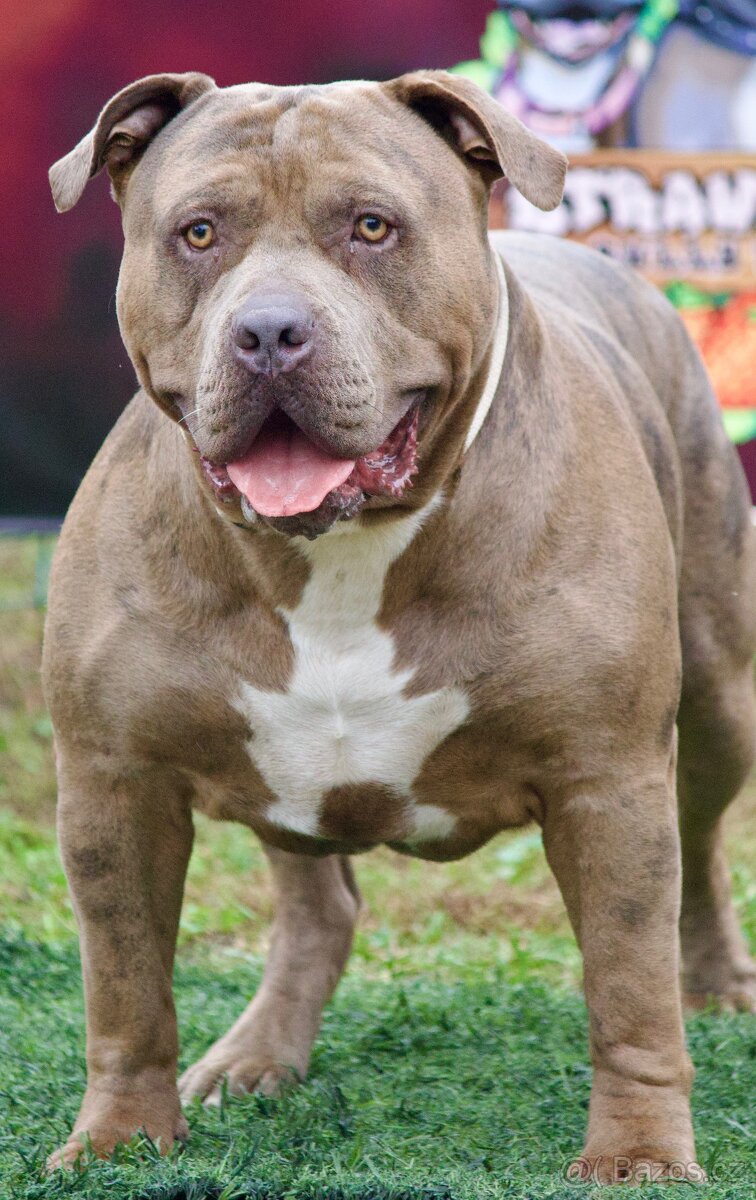 🇨🇿 KRYCÍ PES – American bully XL