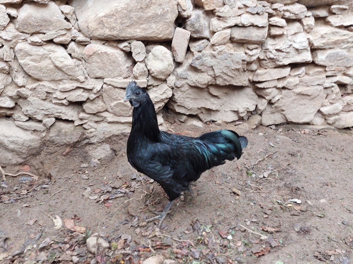 Kohout ayam cemani