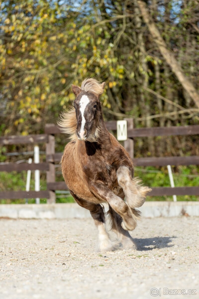 letošní hřebeček irský cob Kai - silver dapple