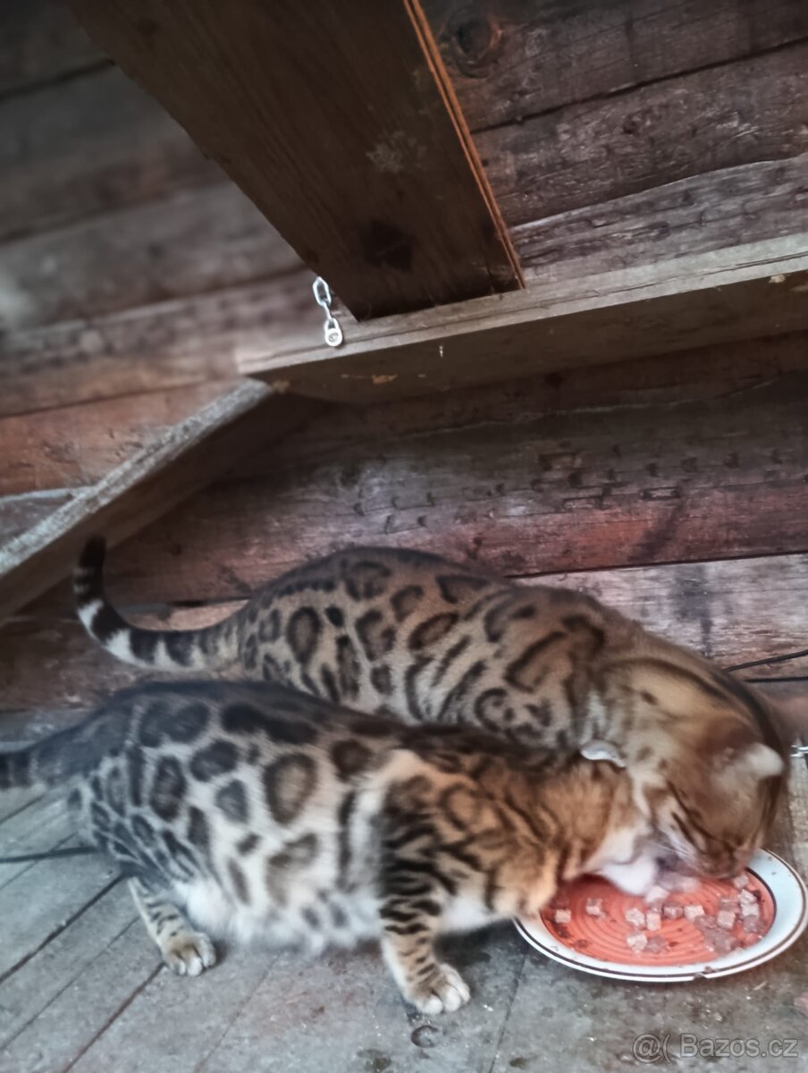 Kočka bengálská bez PP
