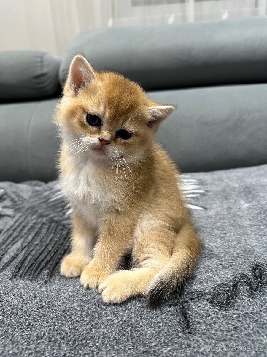 Britská koťáta zlaté činčily