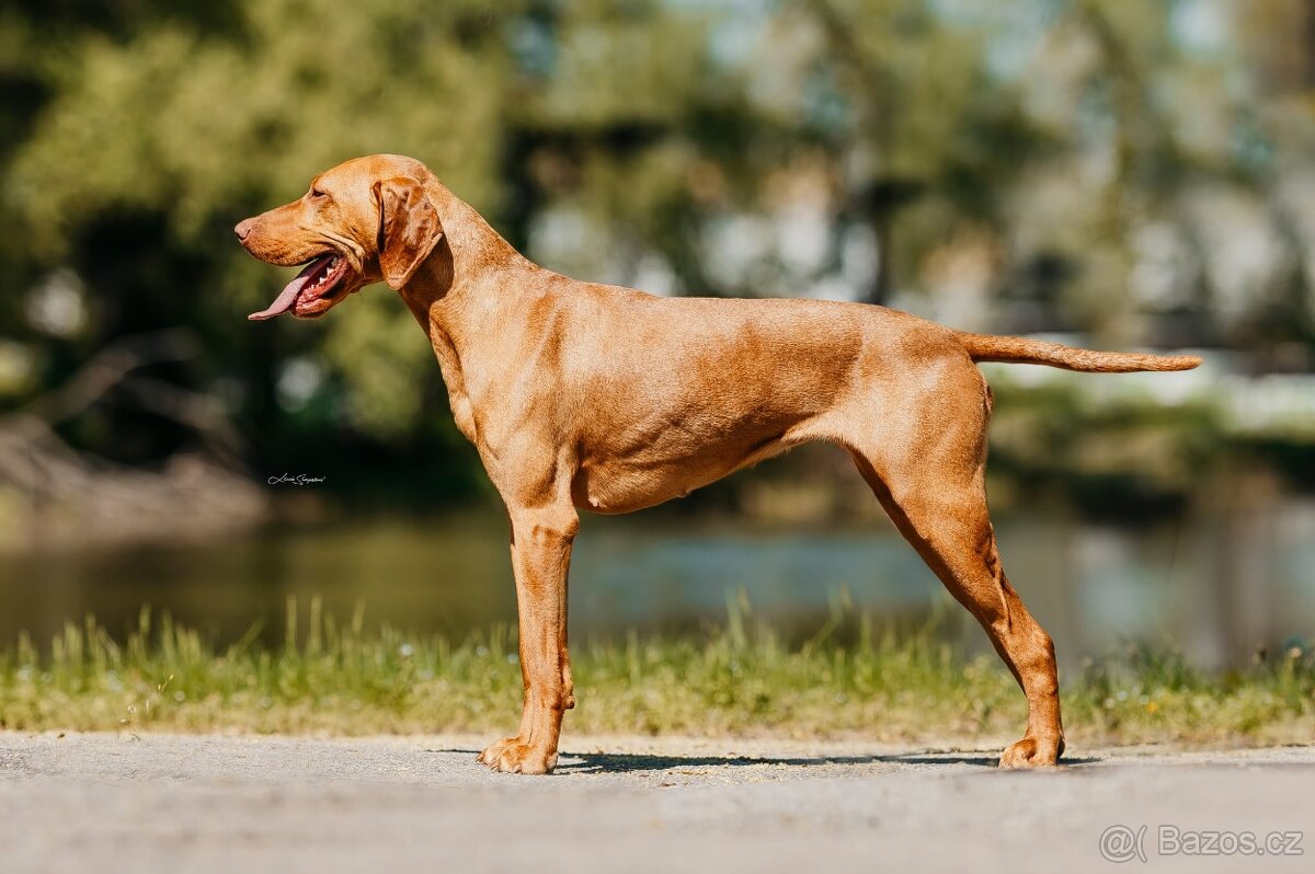 Maďarský ohař krátkosrstý