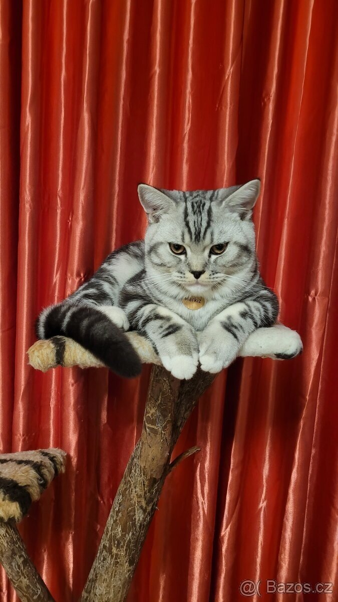 Britský kocour ke krytí