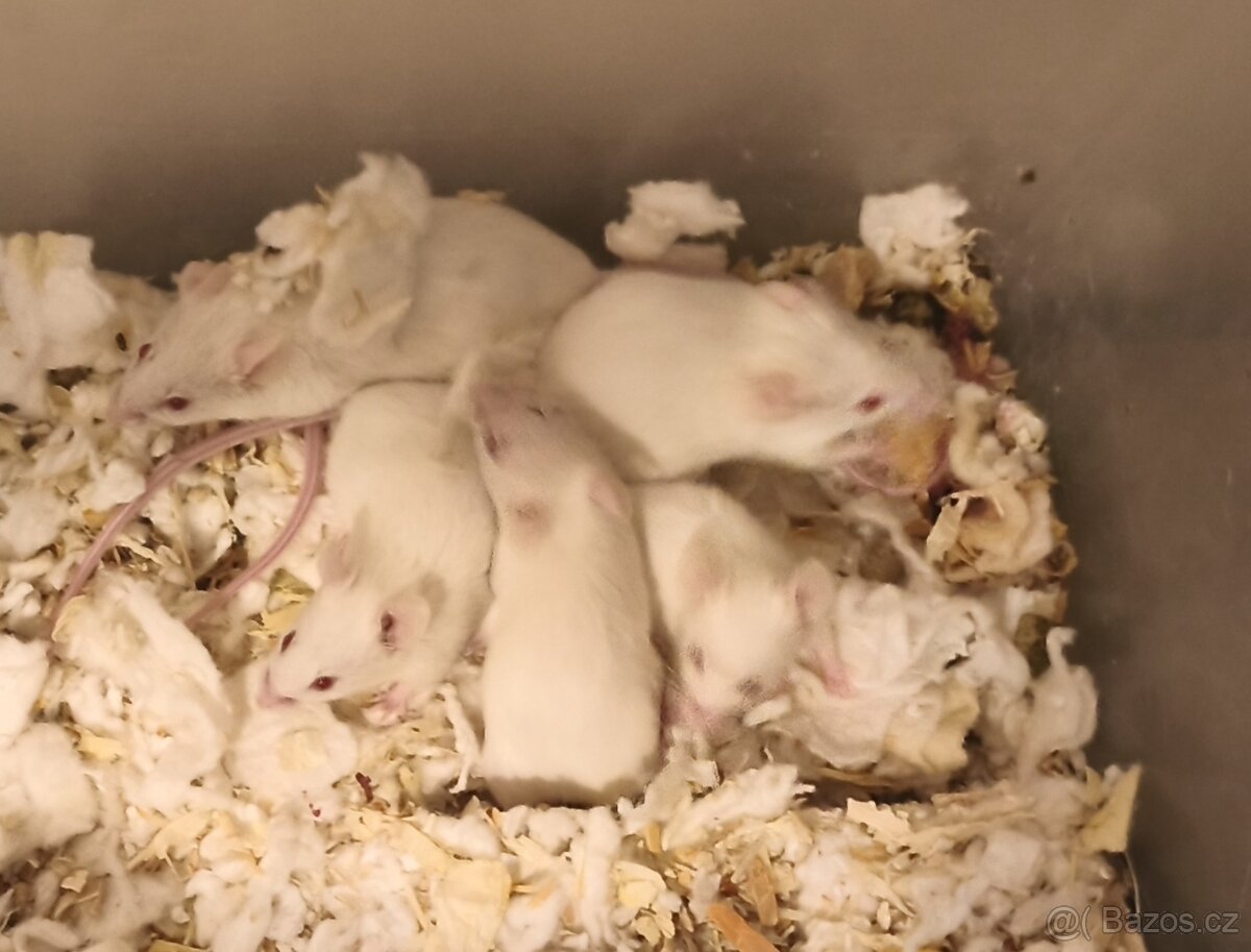 myš laboatorní mládata ZDARMA