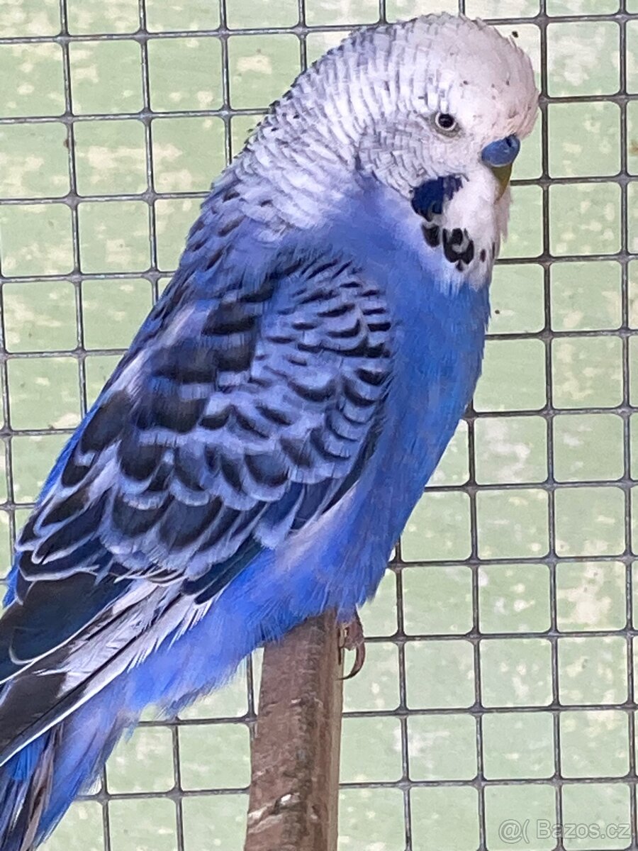 Andulka