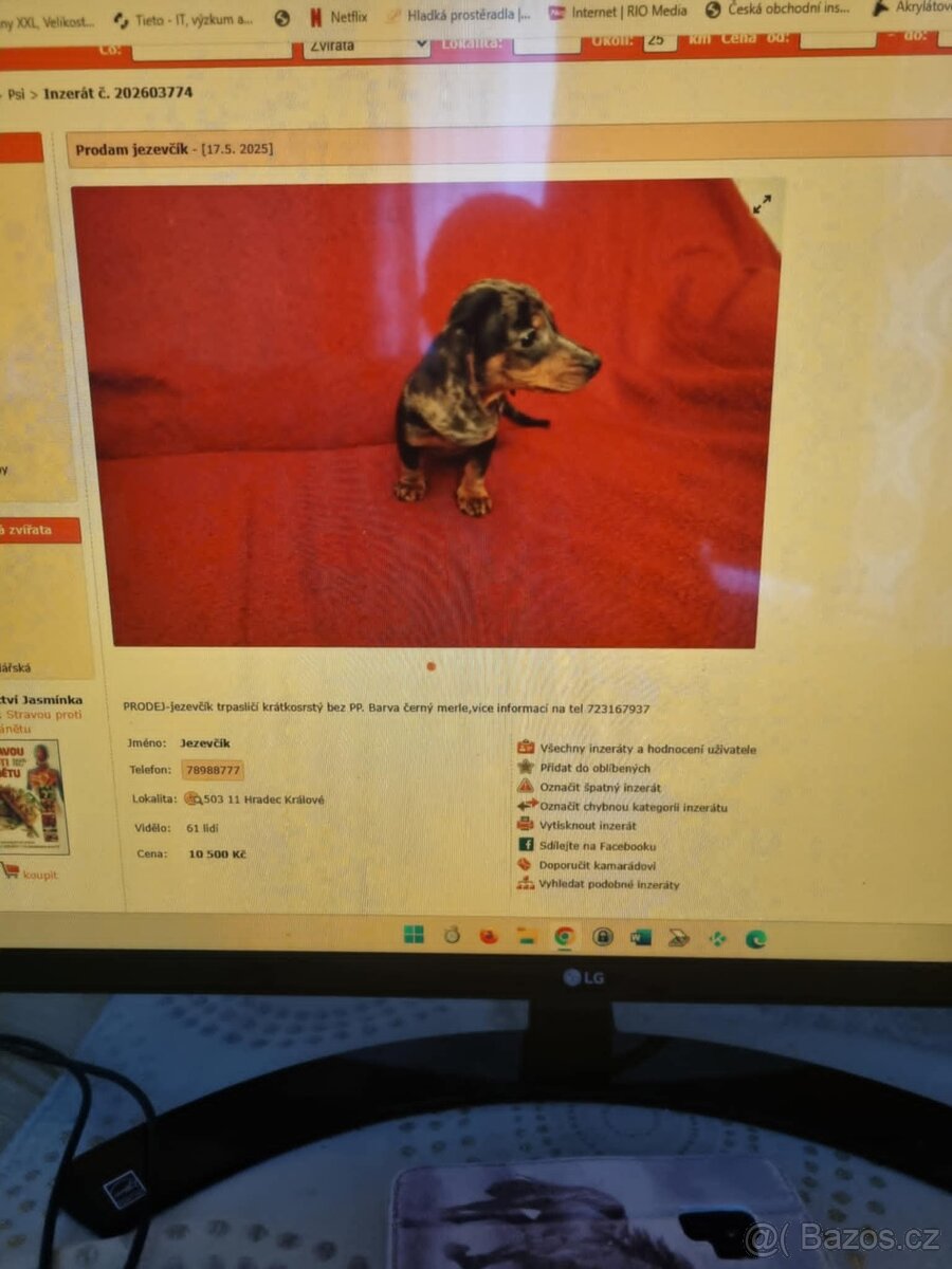 jezevčík trpasličí