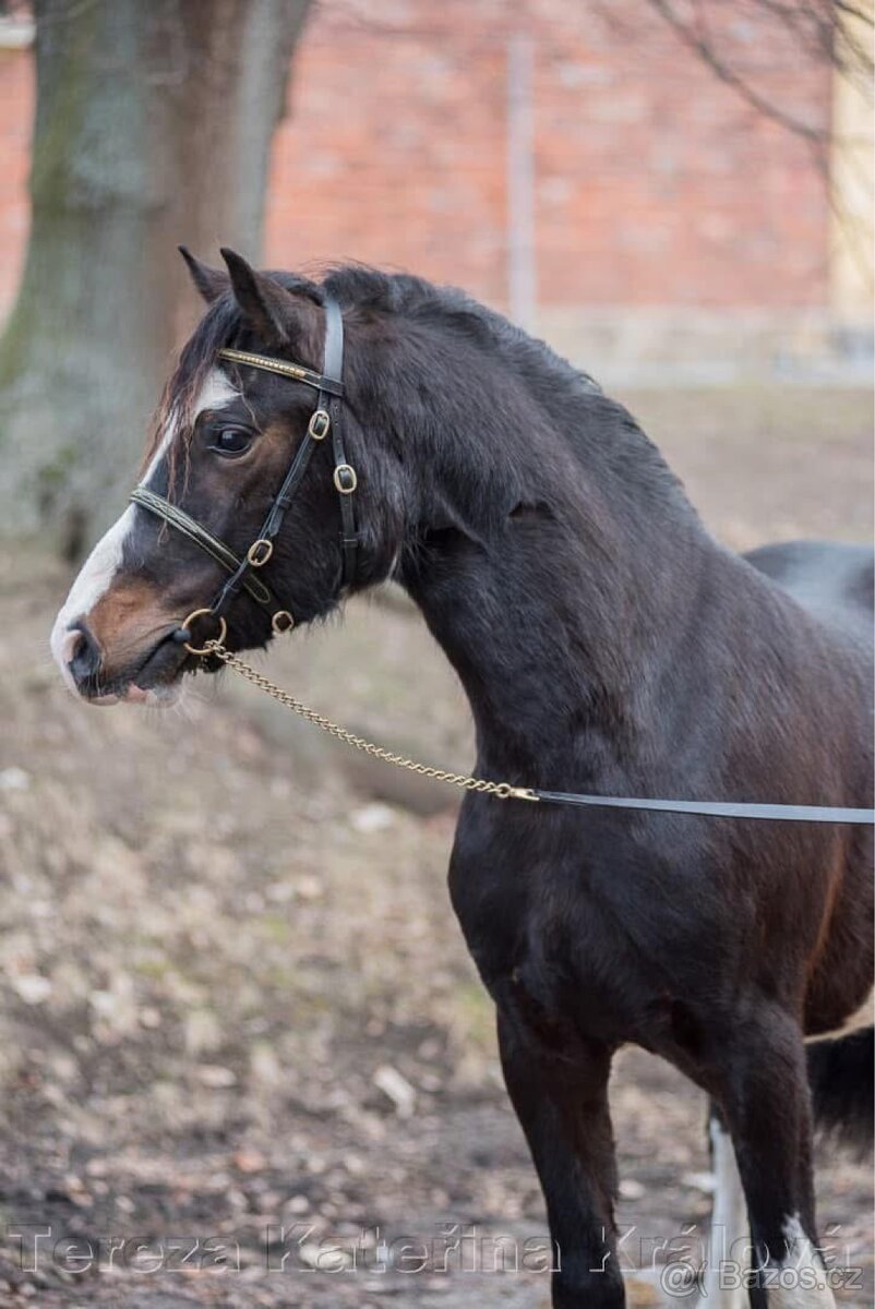 Připouštění Welsh Pony of cob type