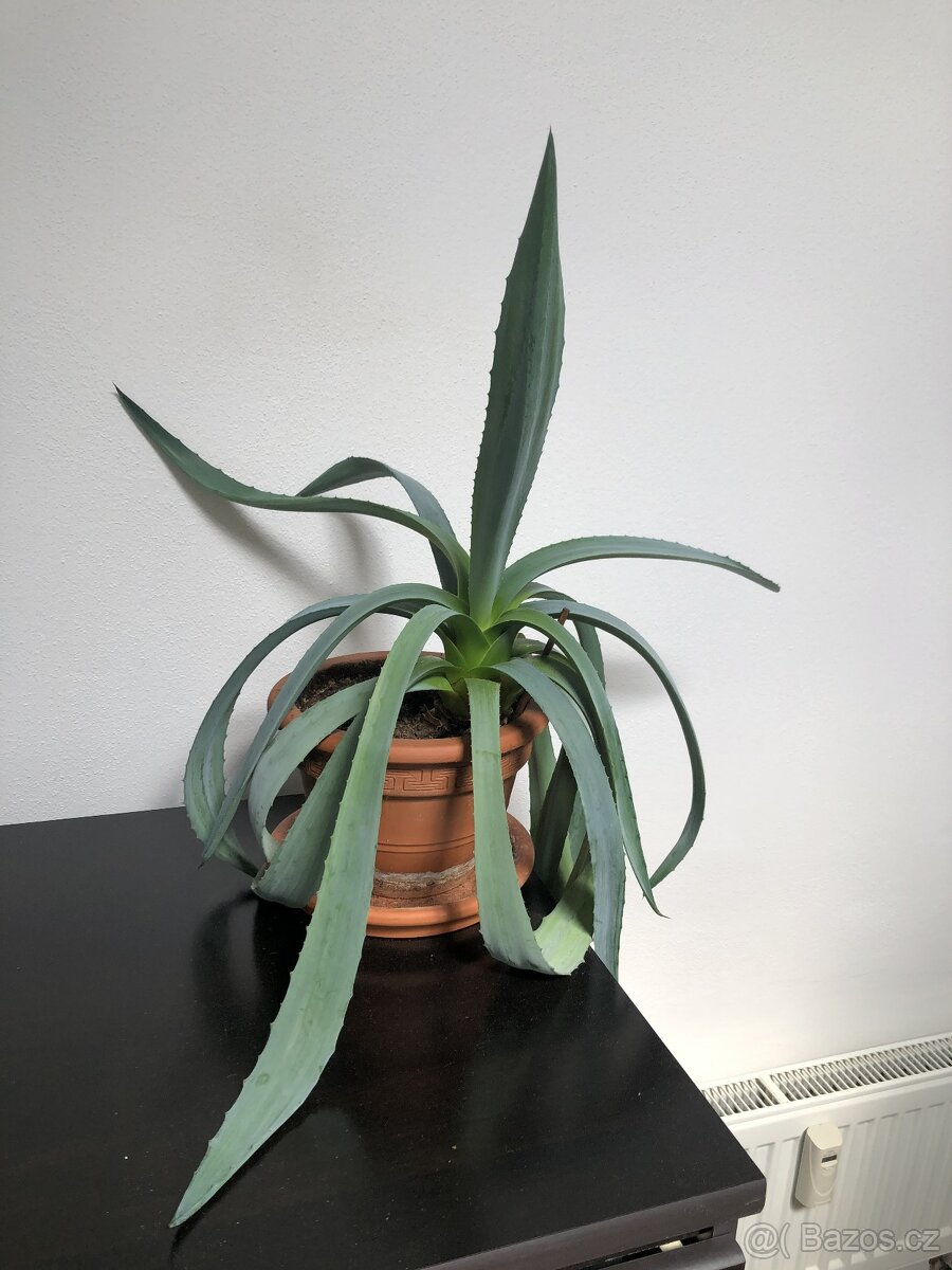 Aloe Vera 30 - 40 cm včetně květináče
