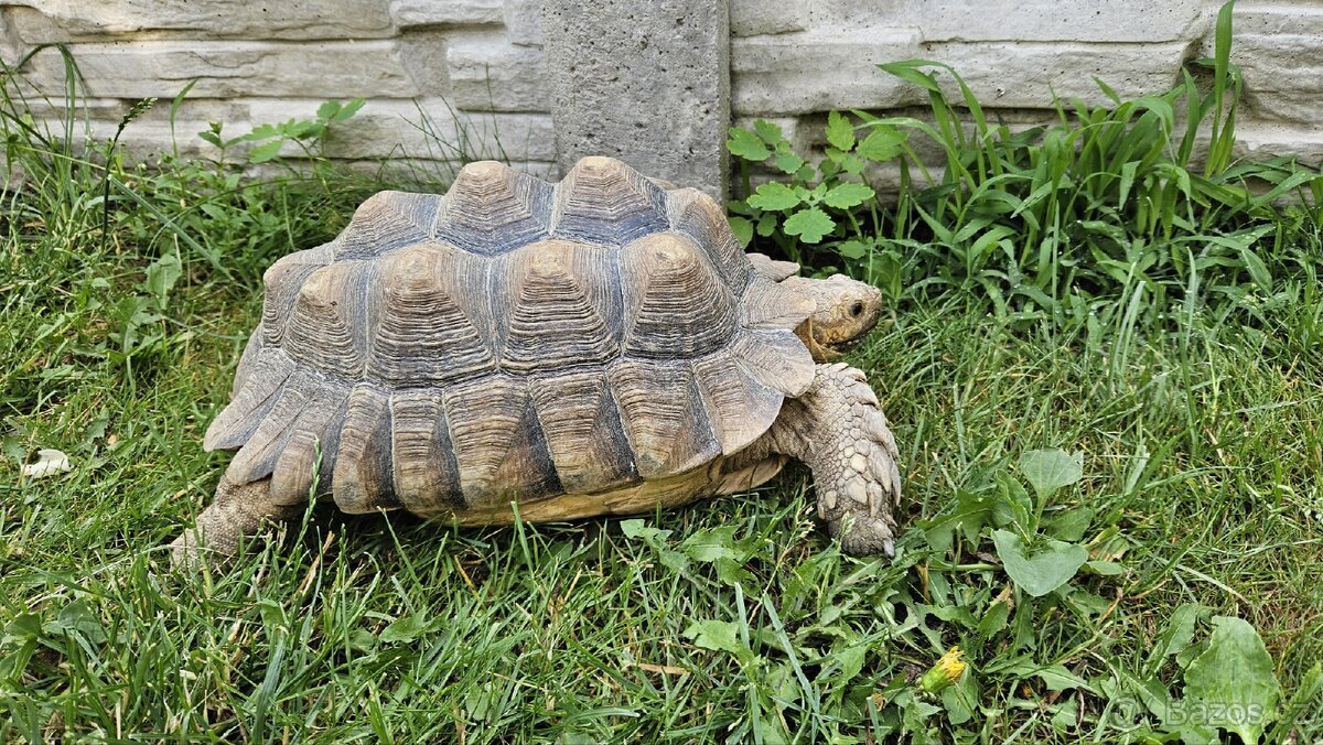 Želva ostruhatá (Geochelone Sulcata) 29 cm samice, plastron,