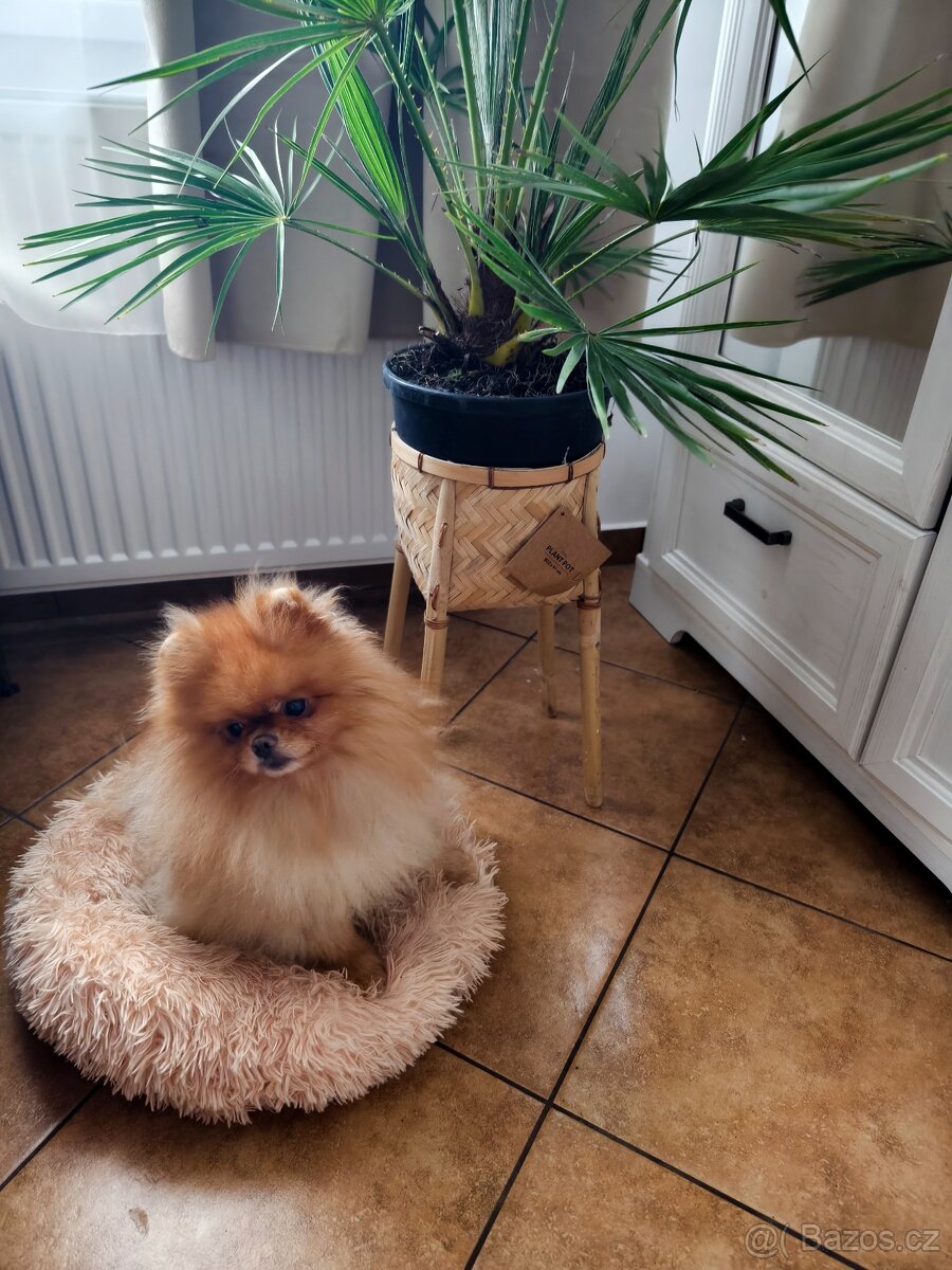 Pomeranian - typový pejsek s PP