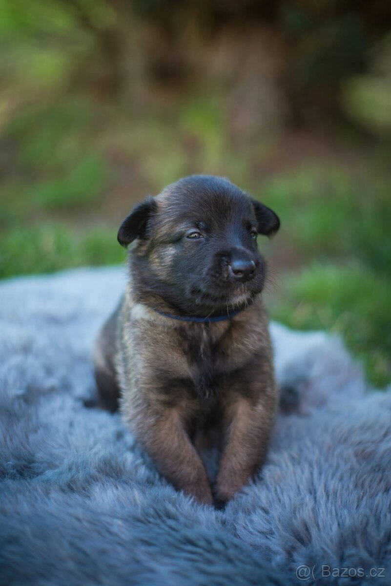 Belgický ovčák Malinois s PP