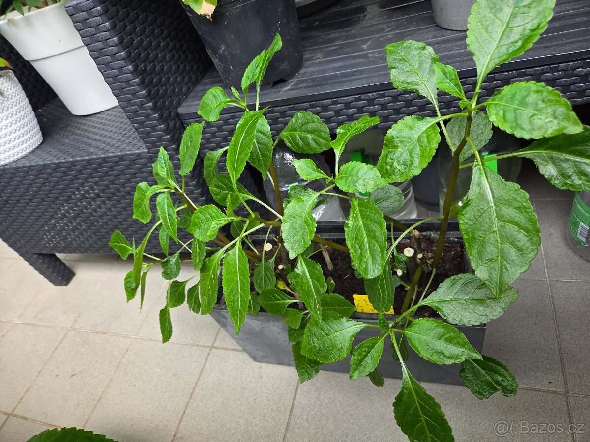 Impatiens