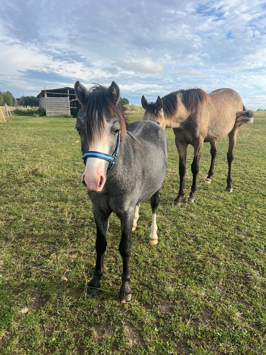 Hřebeček Welsh Mountain Pony (A)