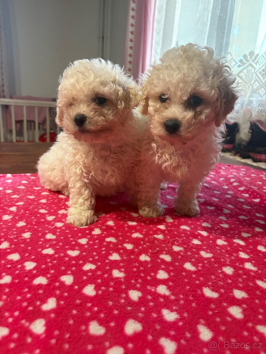 Boloňský psík bez pp