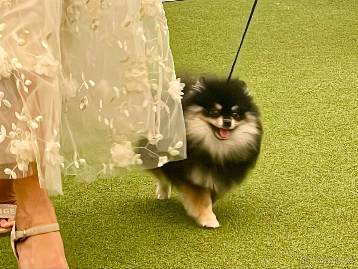 Pomeranian s PP - koupím..
