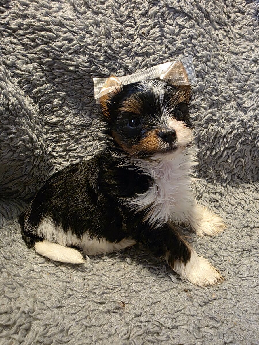 Jorkšířský teriér s PP