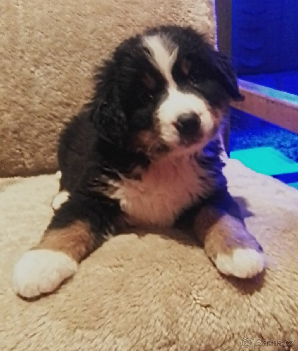 Bernský salašnický pes, štěňata bez PP