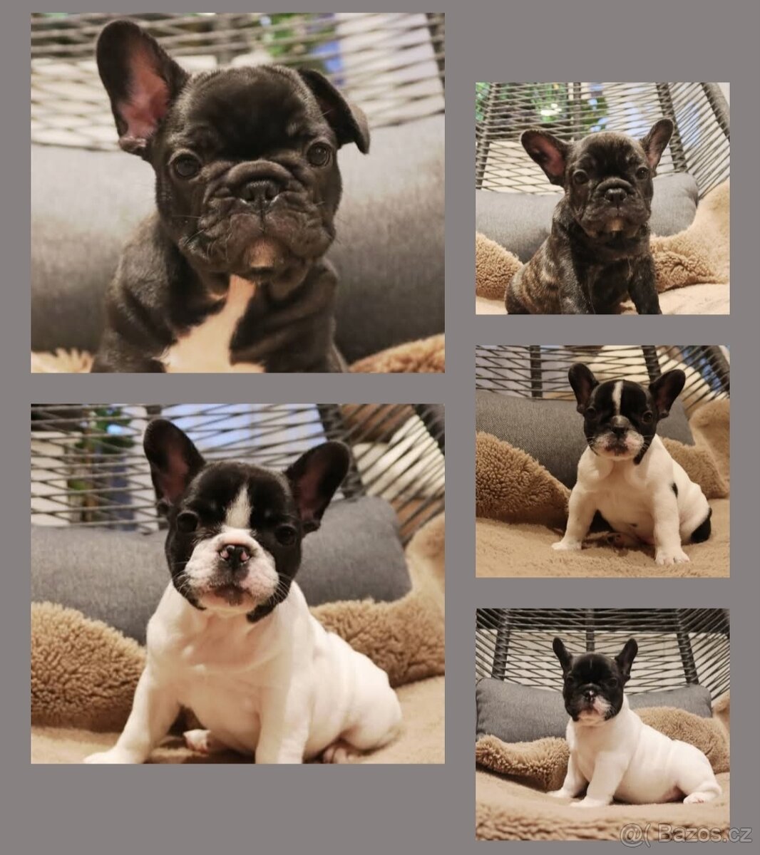 Francouzský buldoček s PP FCI