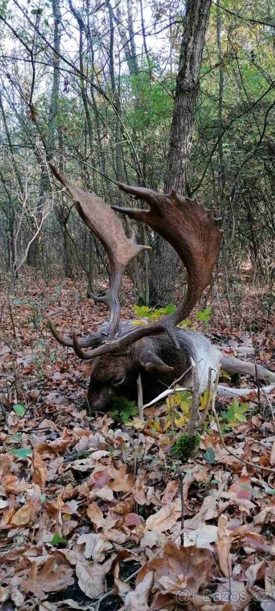 Polovačka na srnce a jelene v maďarsku