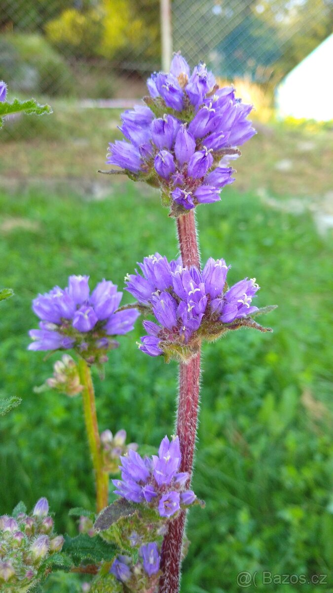 Zvonek hadincovitý - Campanula cervicaria 3000 semen 50 Kč