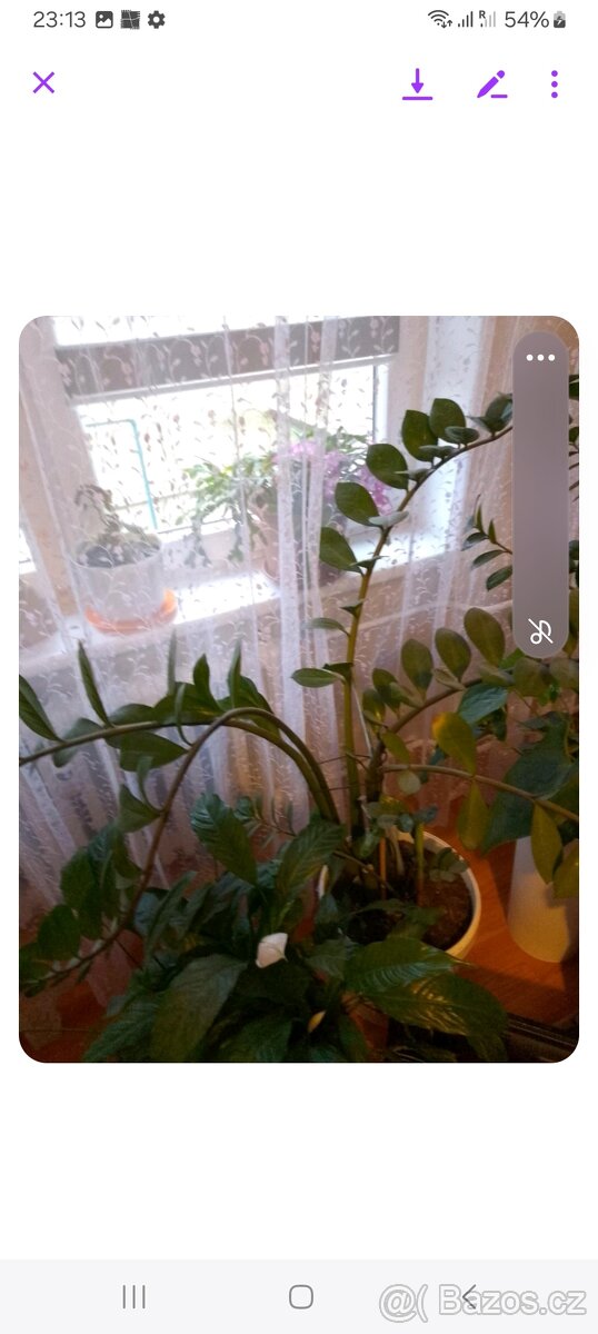 Prodám - Zamioculcas zamiifolia - Kulkas zamiolistý.