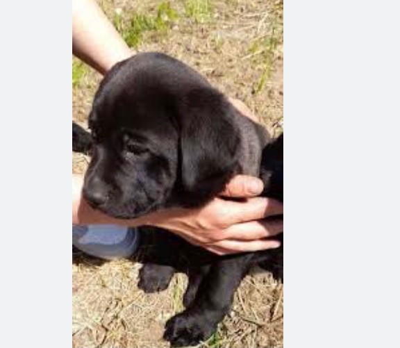 Labrador