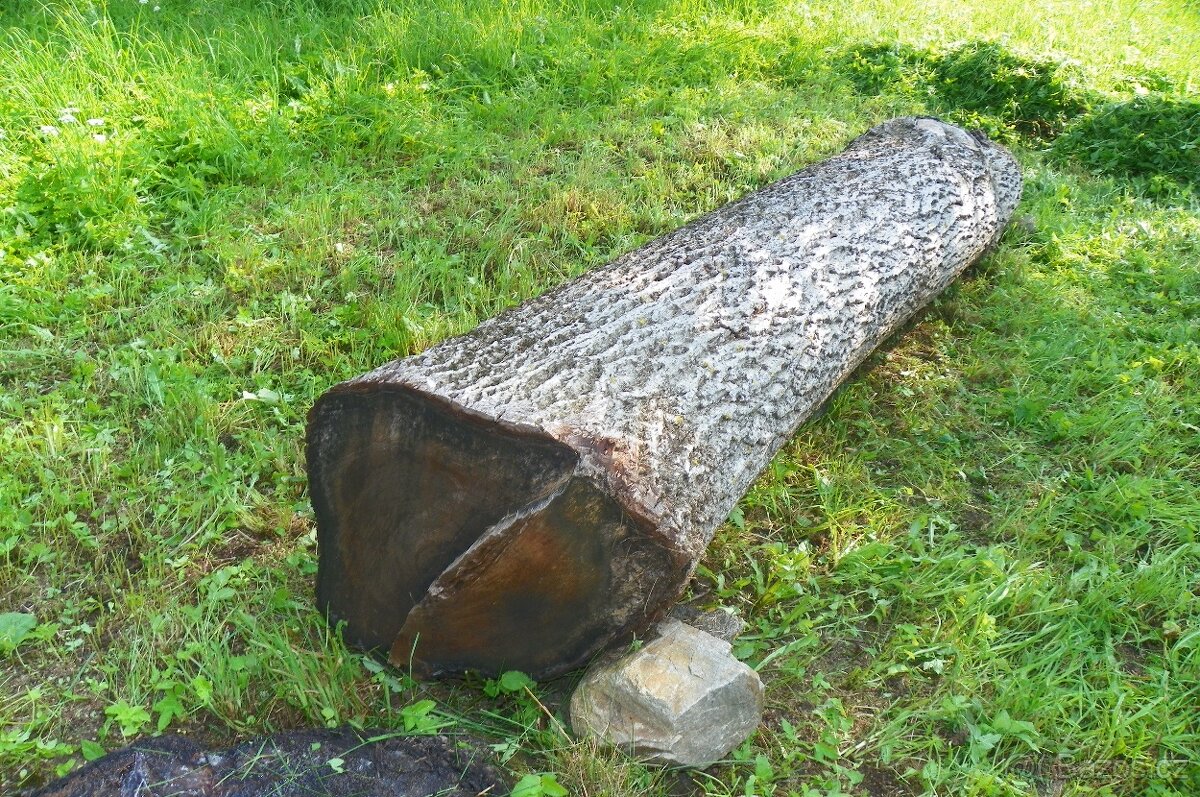OŘEŠÁK VLAŠSKÝ ZDRAVÝ KMEN