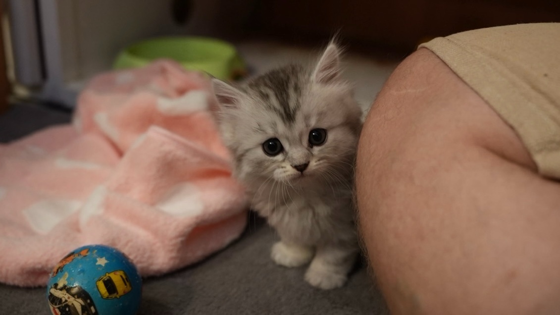 Koťata WHISKAS