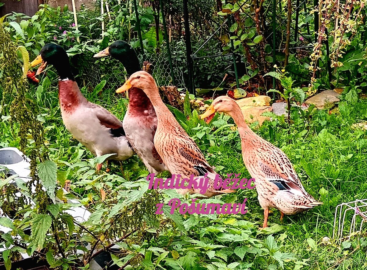 INDICKÝ BĚŽEC - kachňátka 🦆🦆🦆