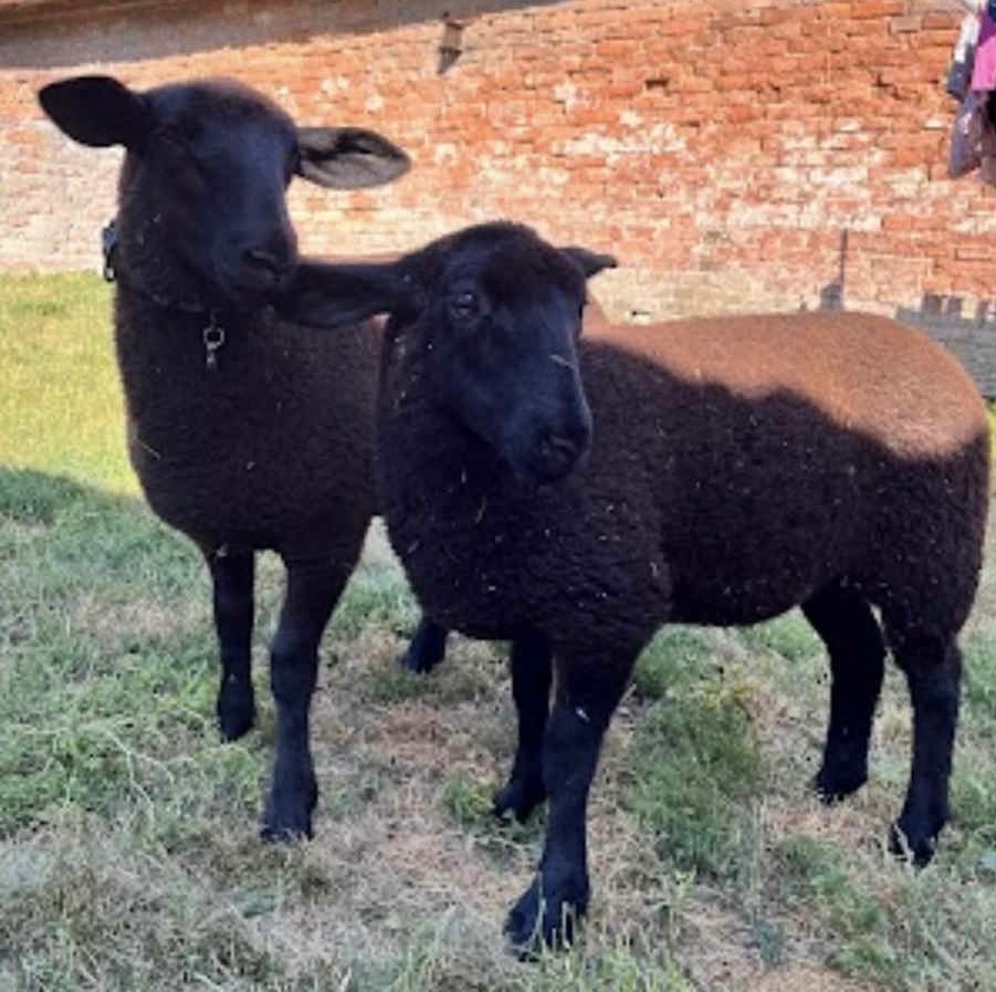 Jehňata suffolk
