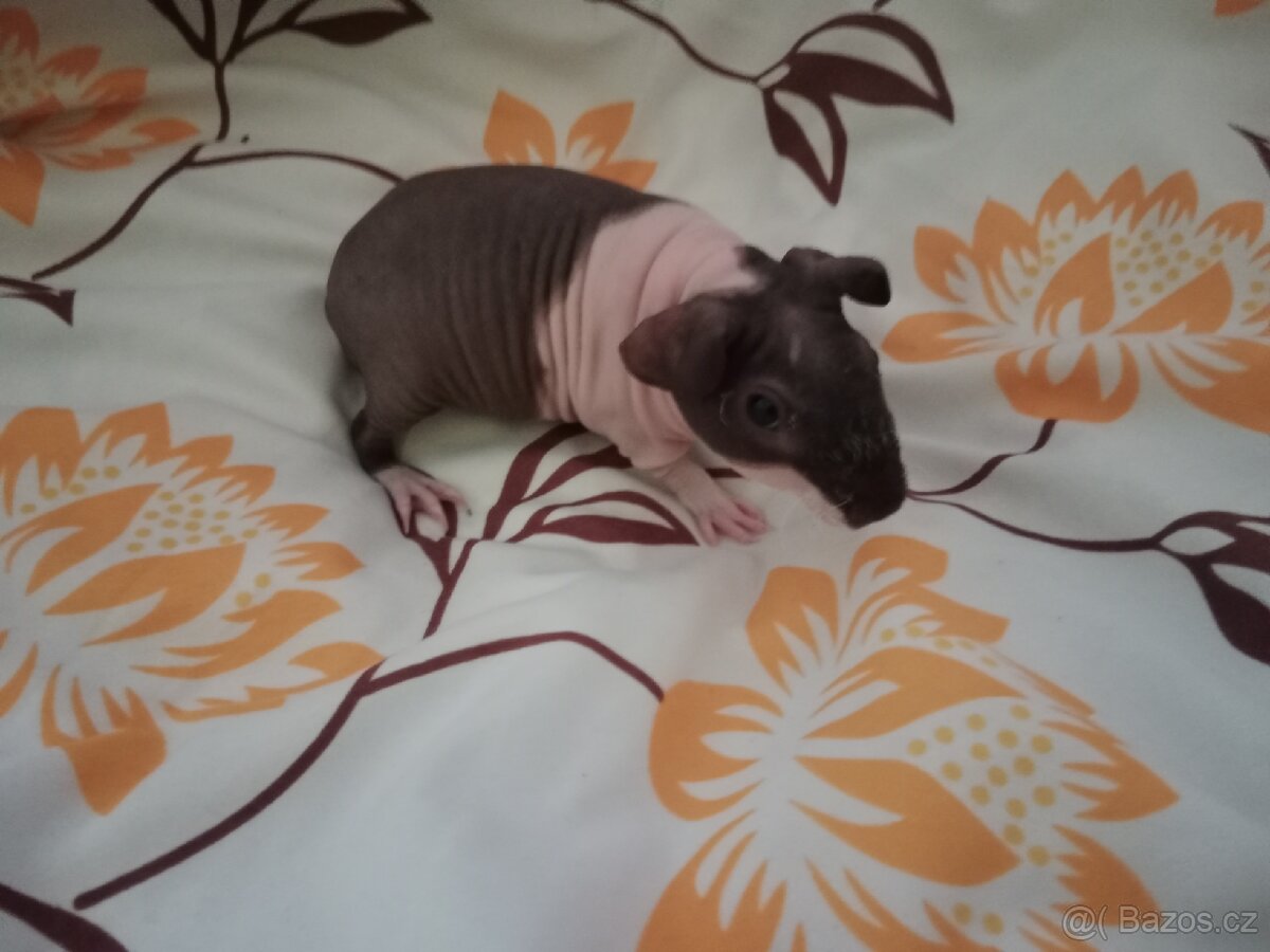 🔍🏡💕🔎 hledáme láskyplný domov pro skinny morčatka