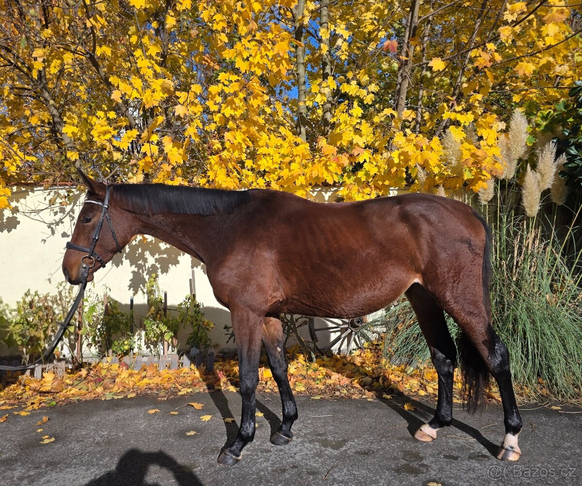 Crystal Diamond - úžasný valach do sportu i do rodiny