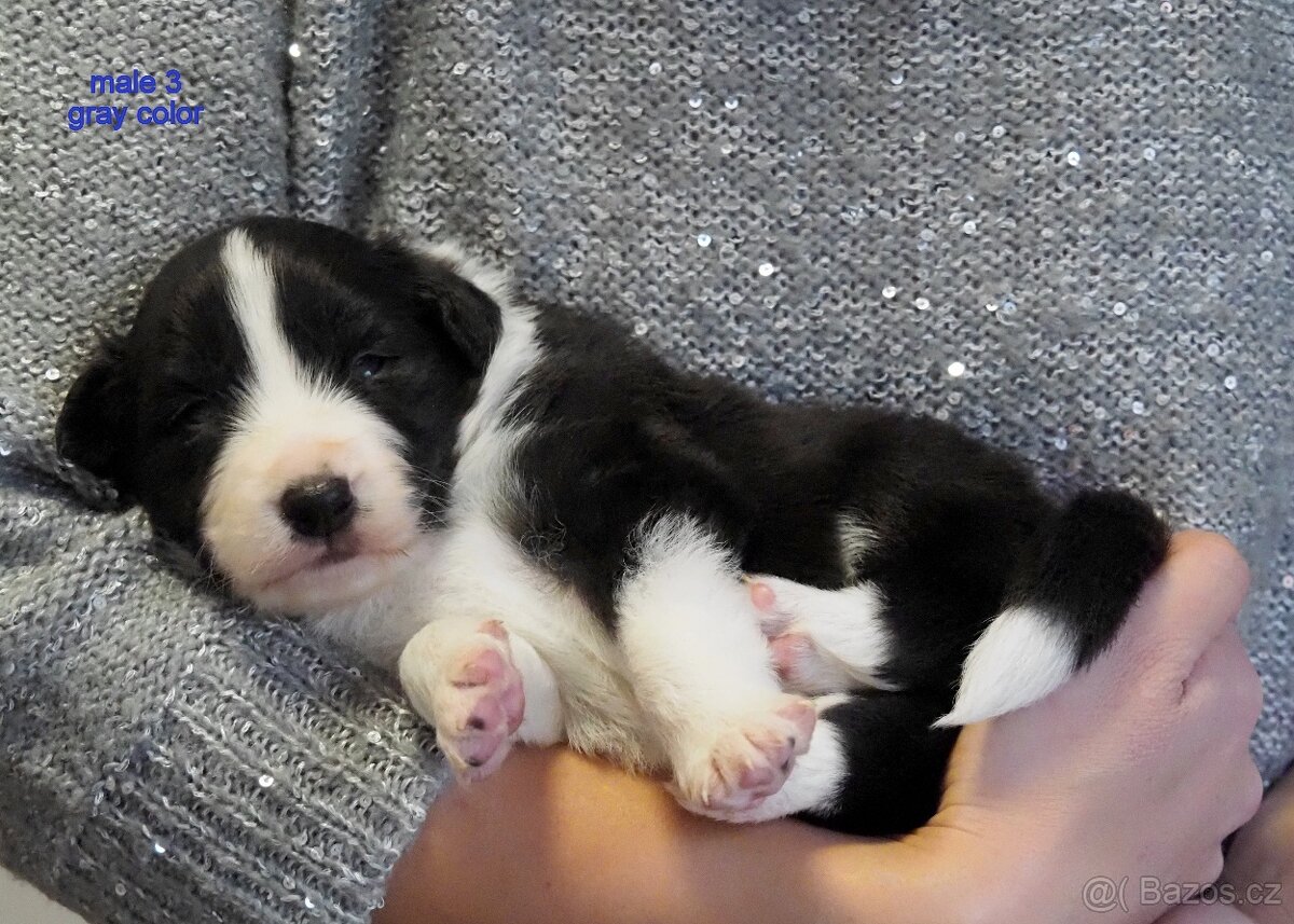 Border kolie s PP - kluci