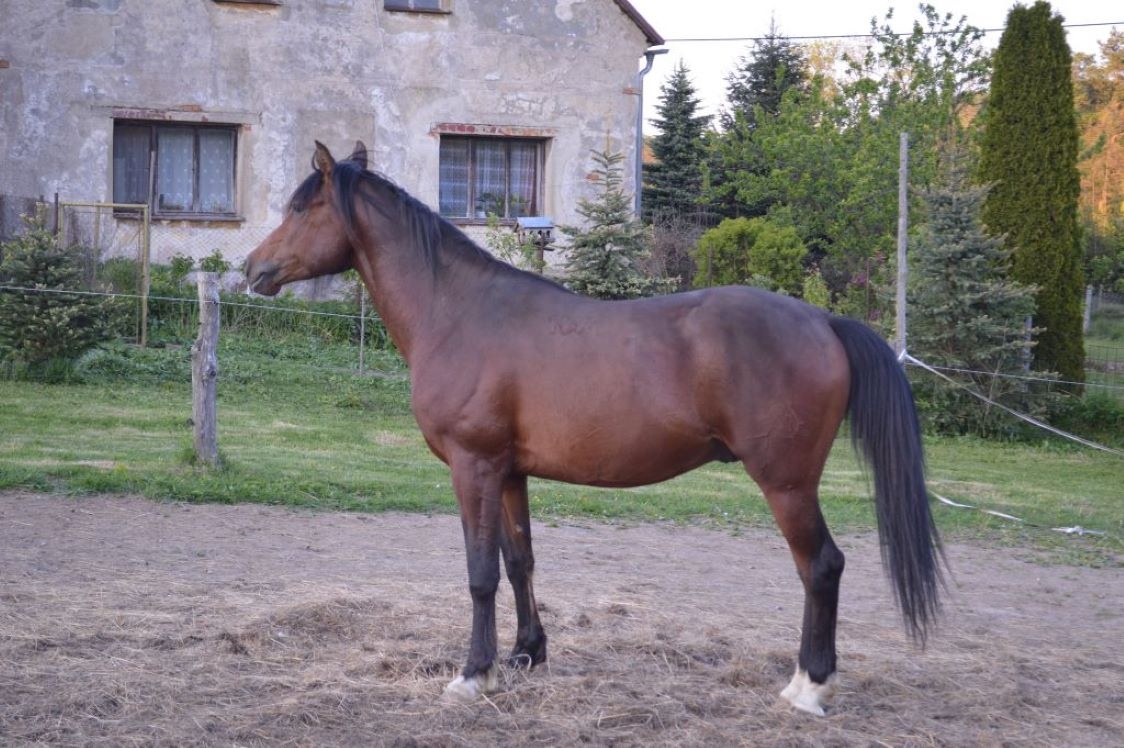 Shagya arab, valach