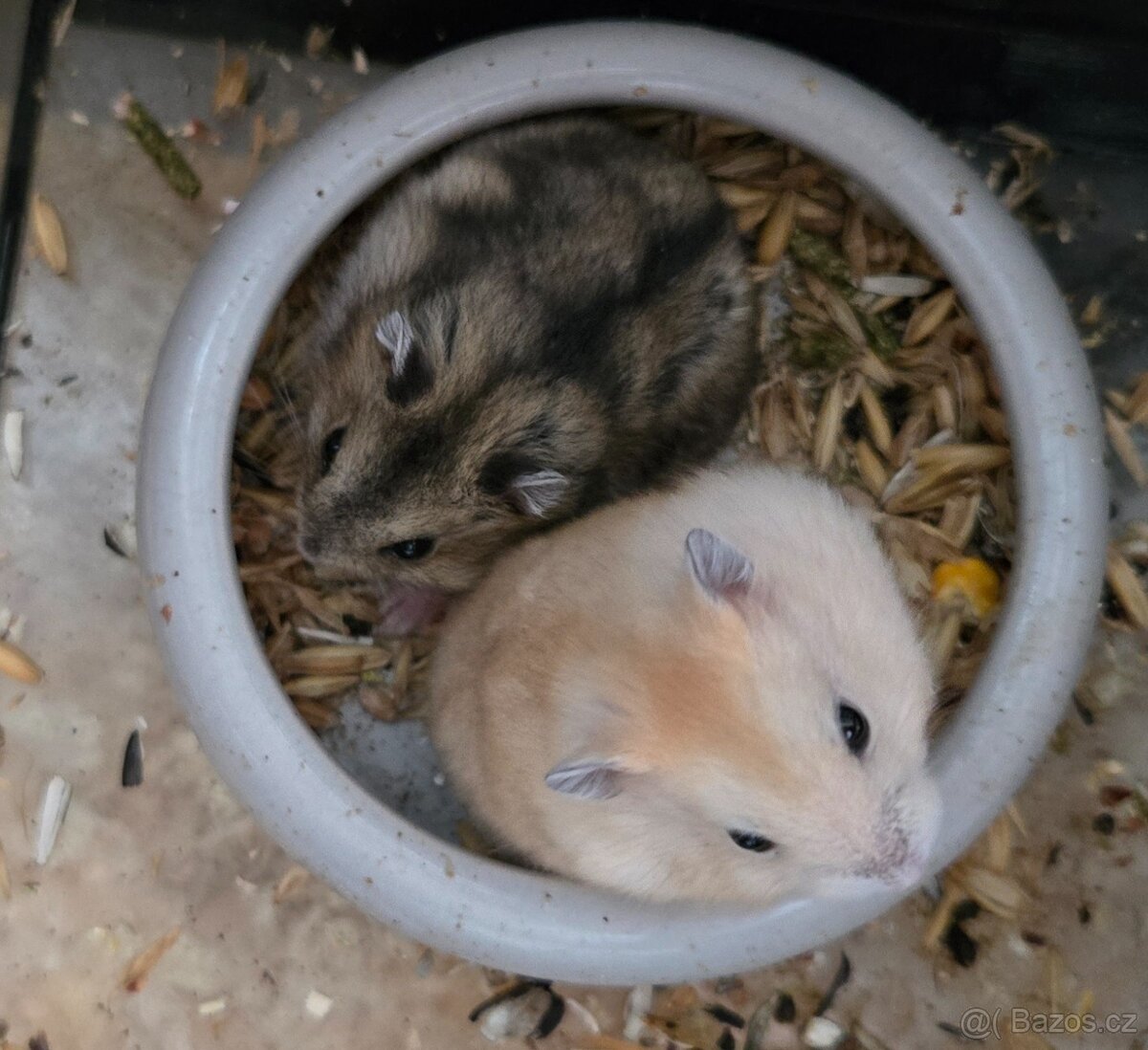 Křeček džungarský