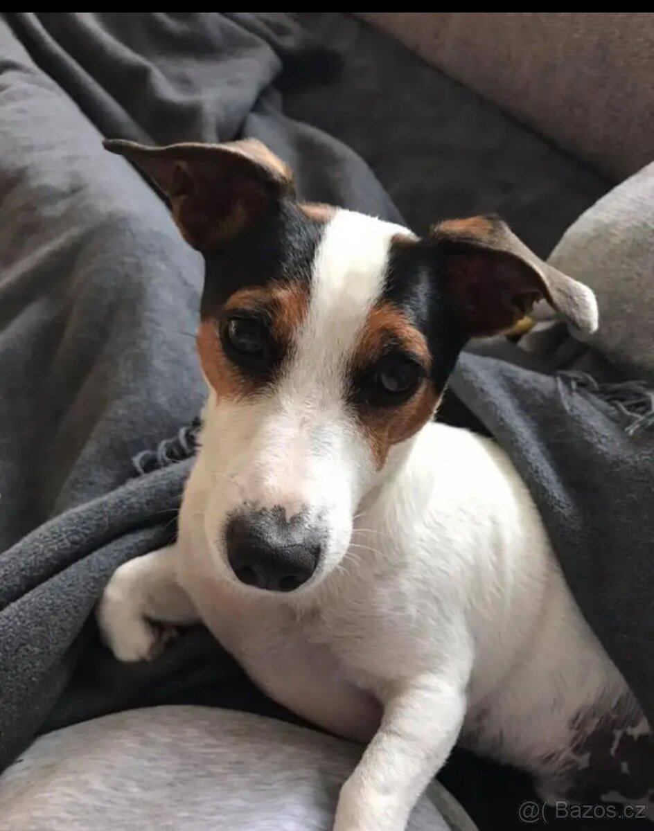 Jack Russell teriér
