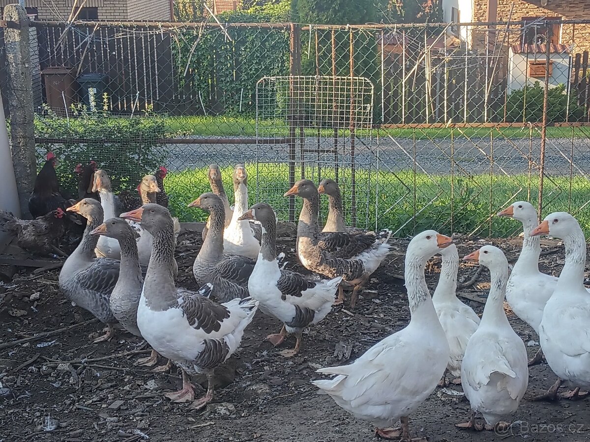 Husa Pomořanska,landeska ,bila