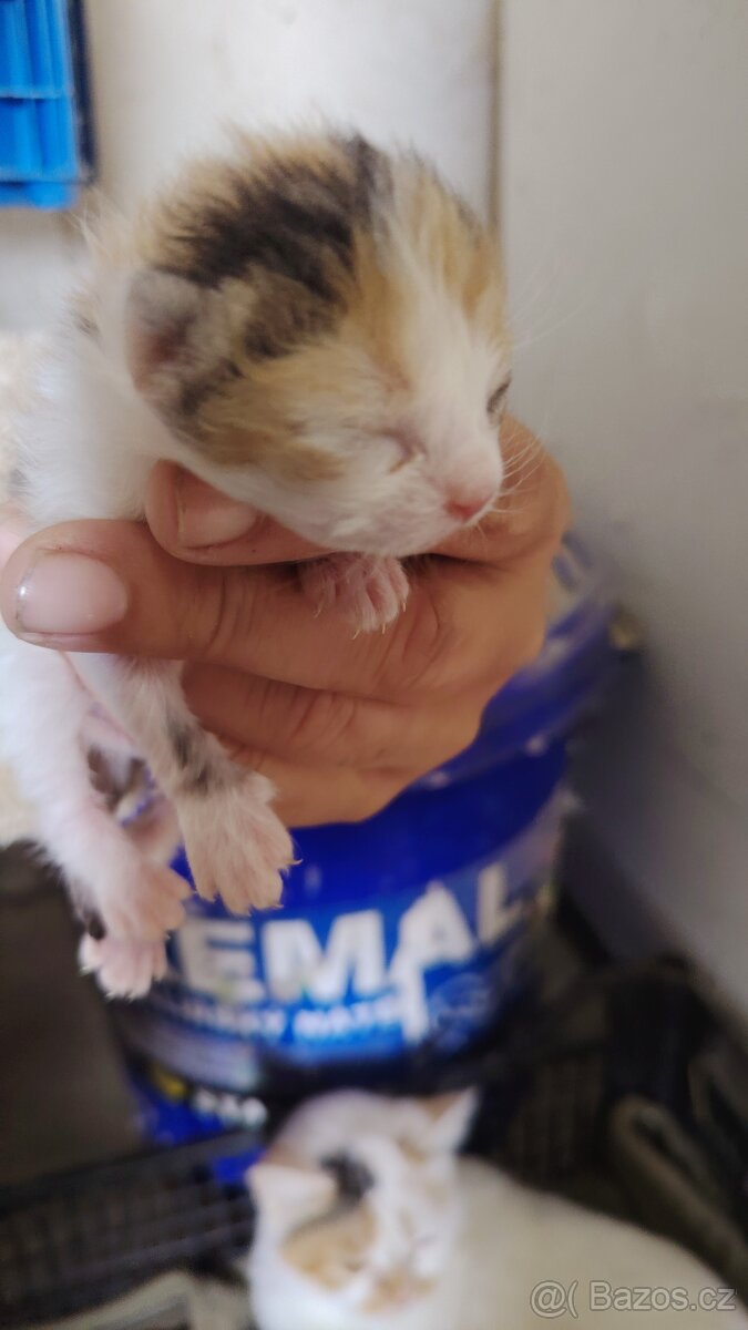 Mainska mývalí kočka