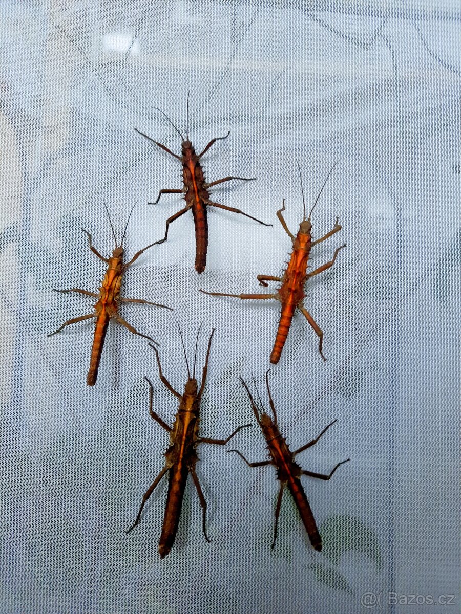 Tissamenus sp. Palaui